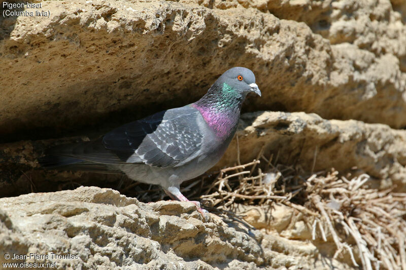 Rock Dove