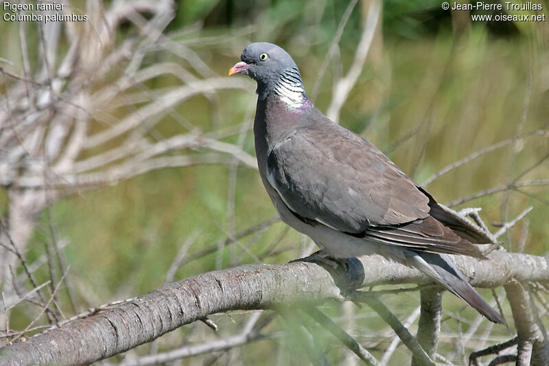 Common Wood Pigeonadult