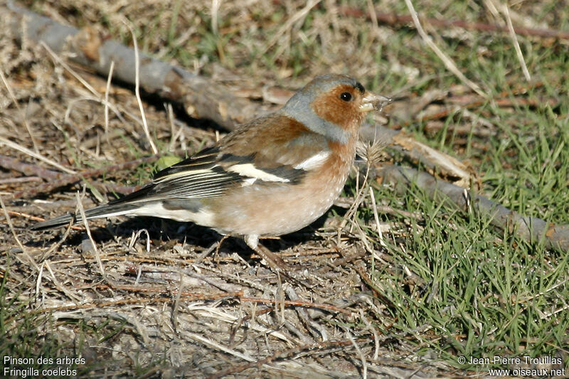 Pinson des arbres mâle adulte