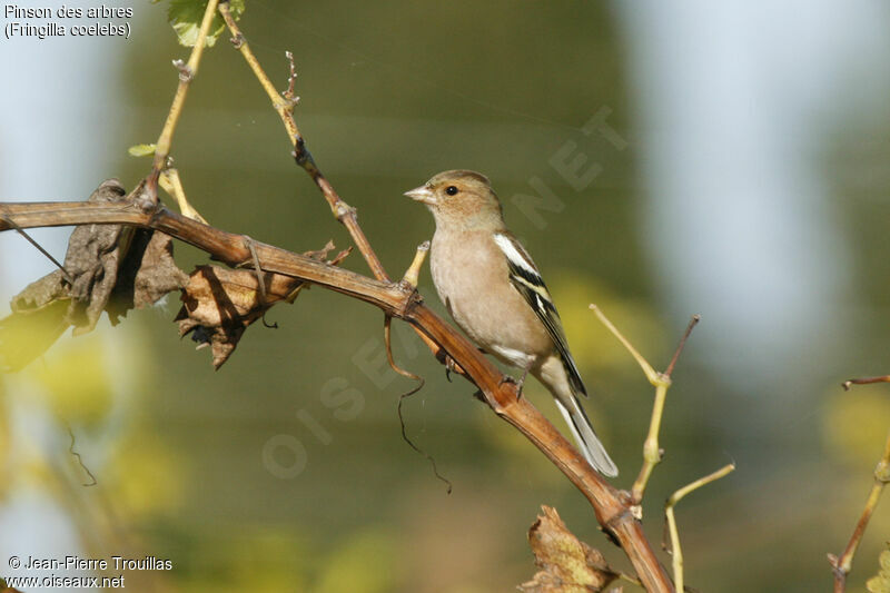 Eurasian Chaffinch