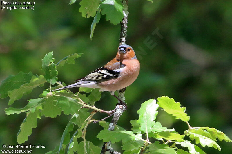 Eurasian Chaffinch