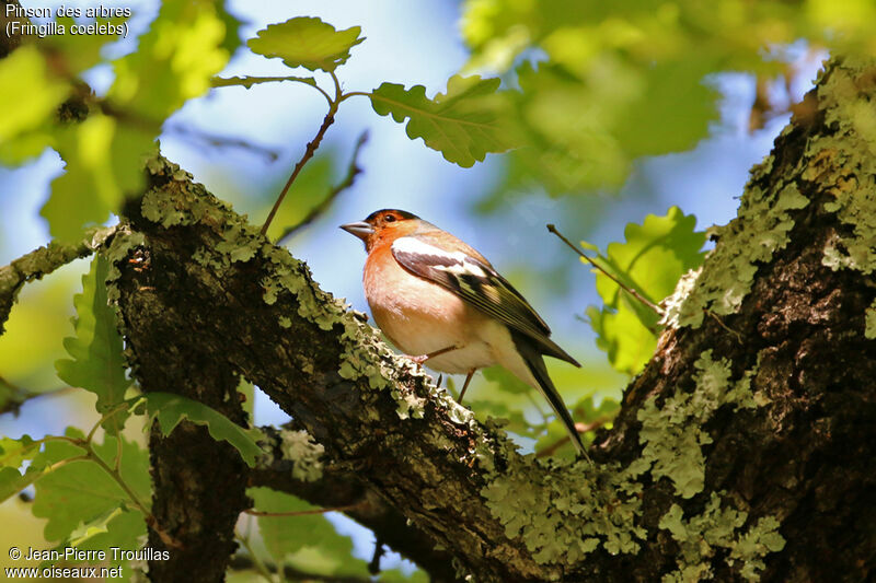 Eurasian Chaffinch