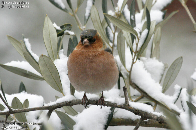 Eurasian Chaffinch