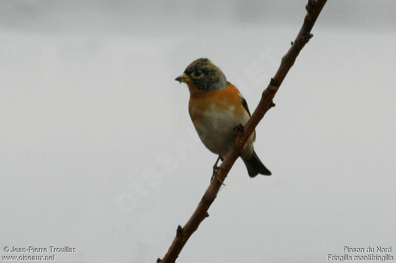 Brambling female