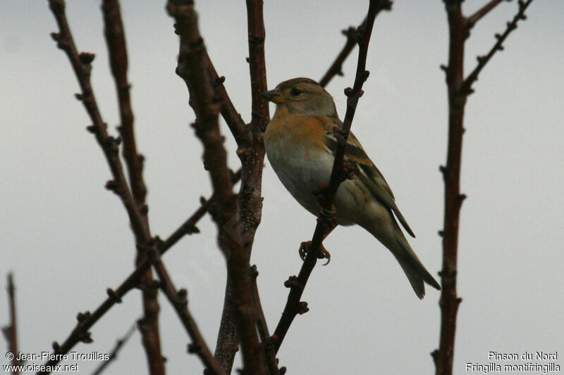 Brambling female