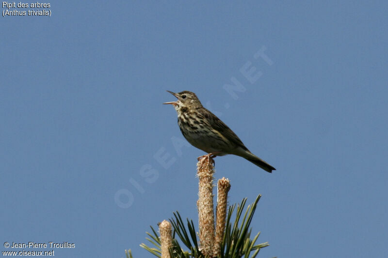 Tree Pipit