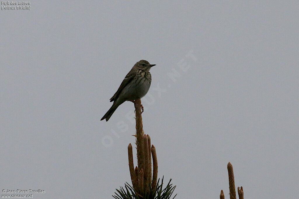 Pipit des arbres