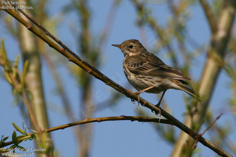 Meadow Pipit