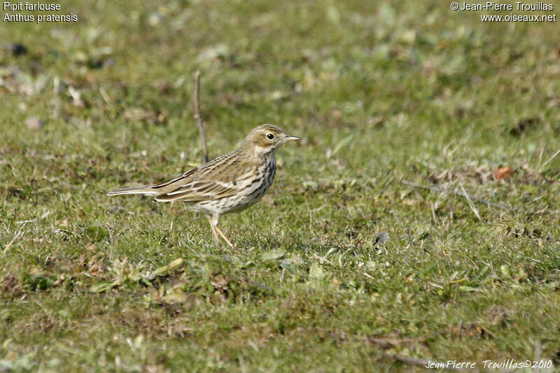 Meadow Pipit