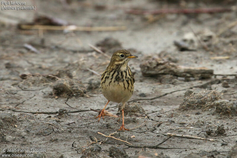 Pipit farlouse