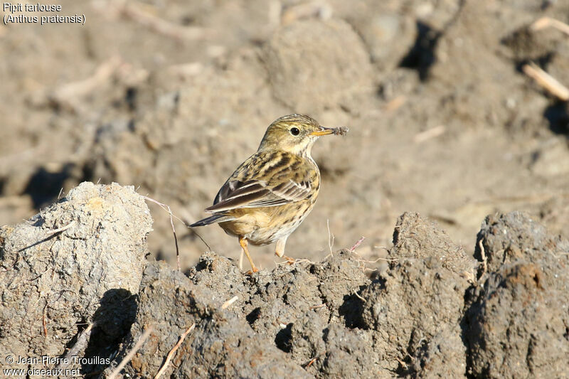 Meadow Pipit