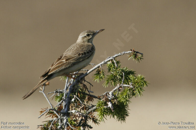 Pipit rousseline