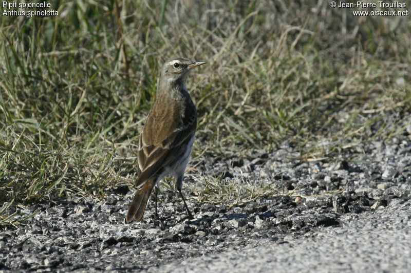 Pipit spioncelle