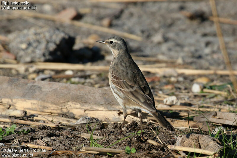 Pipit spioncelle