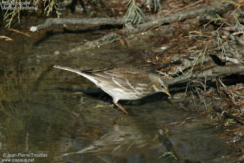 Pipit spioncelle