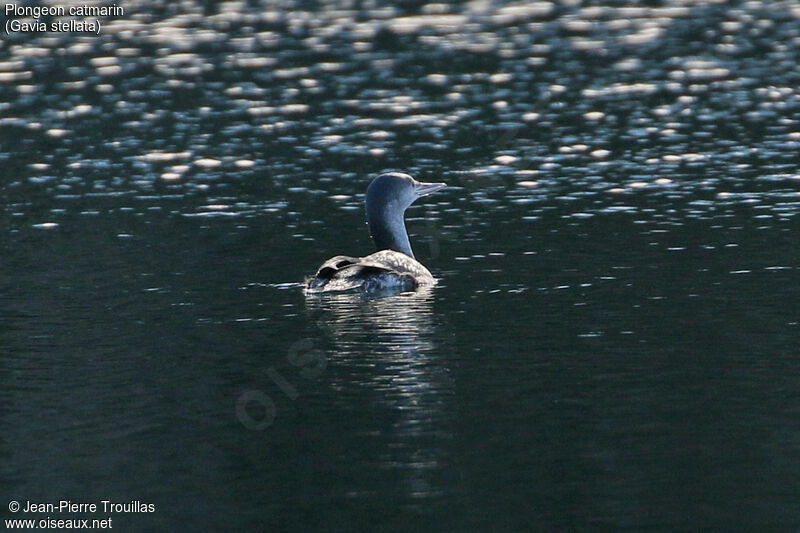 Plongeon catmarin