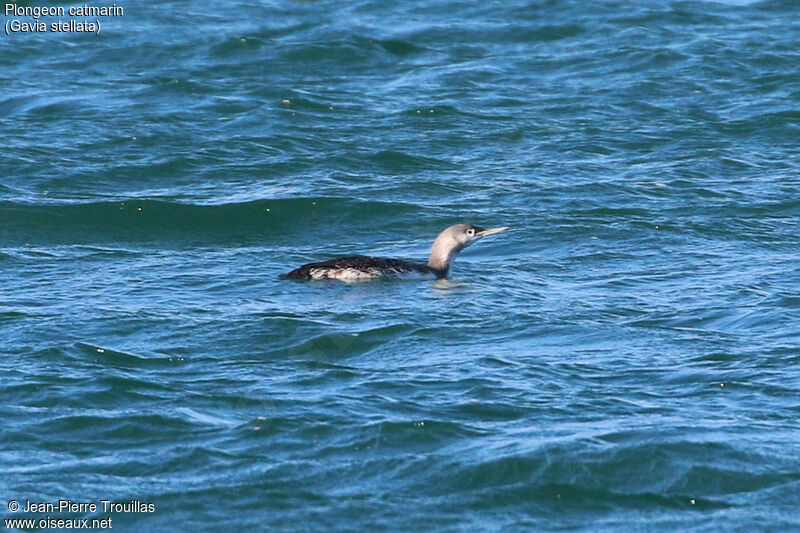 Plongeon catmarin