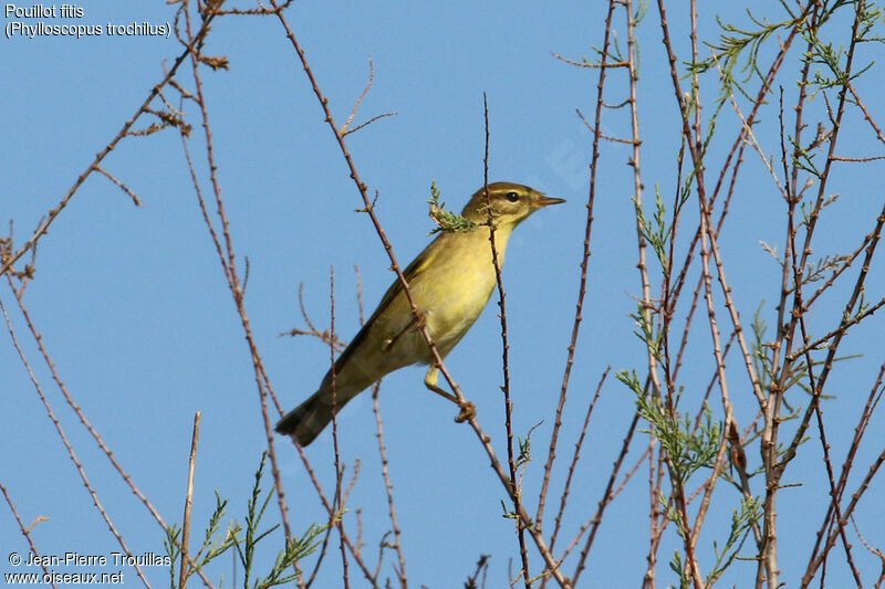 Willow Warbler