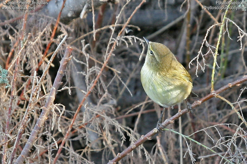 Common Chiffchaff