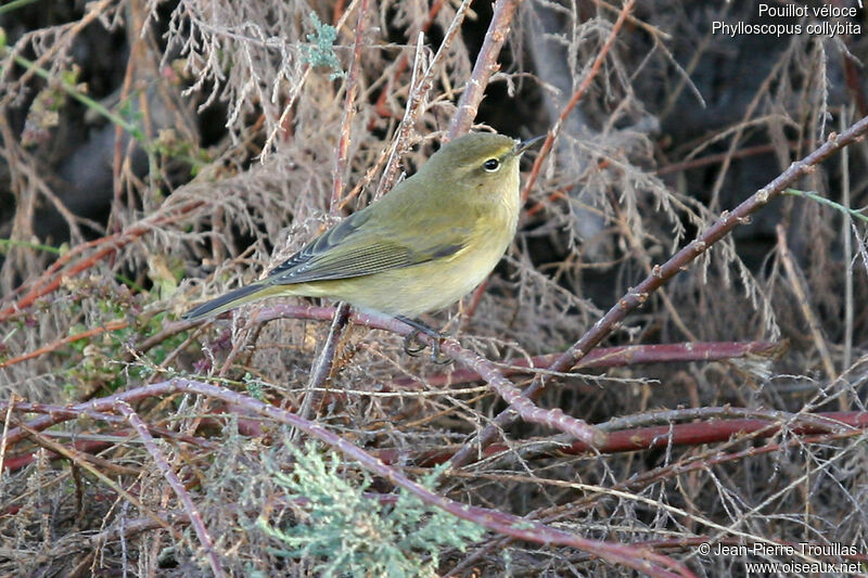 Common Chiffchaff