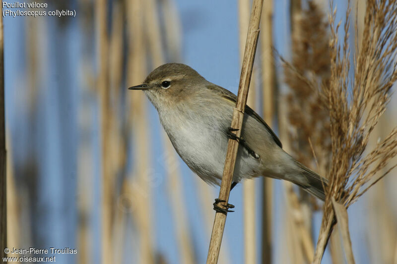 Common Chiffchaff