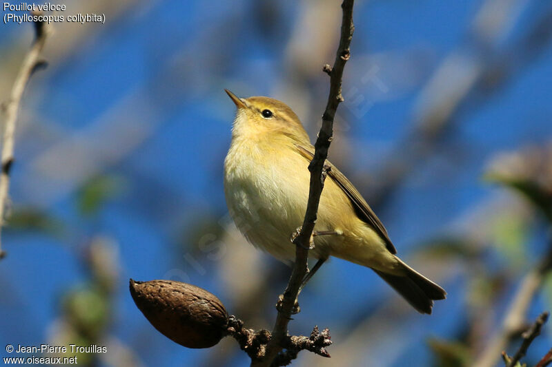 Common Chiffchaff