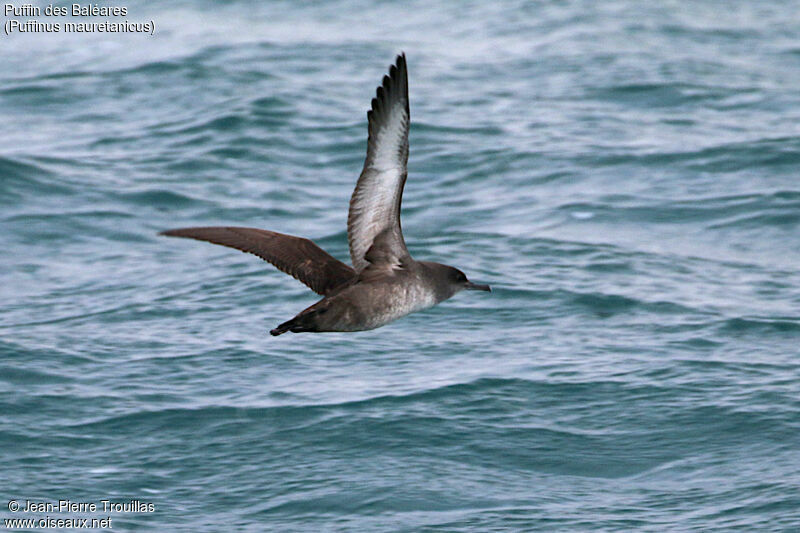 Balearic Shearwater