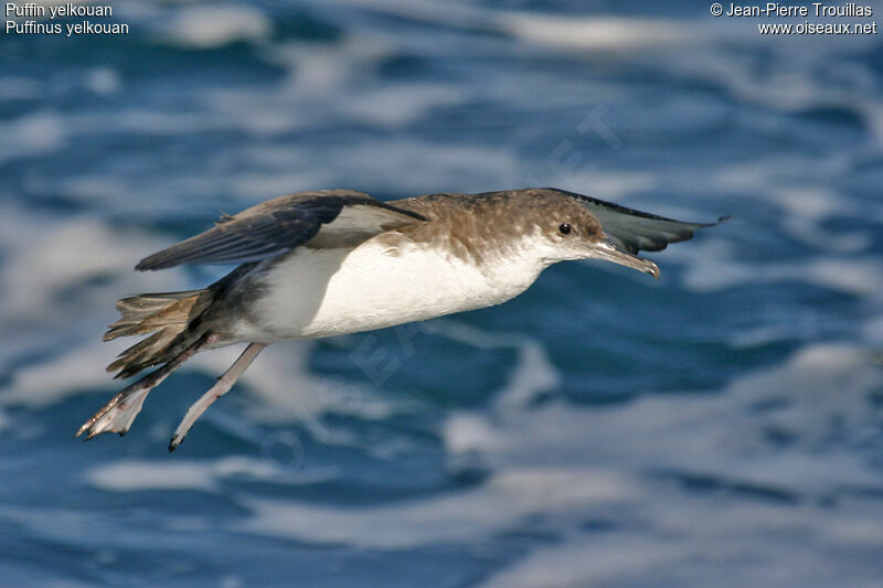 Yelkouan Shearwater