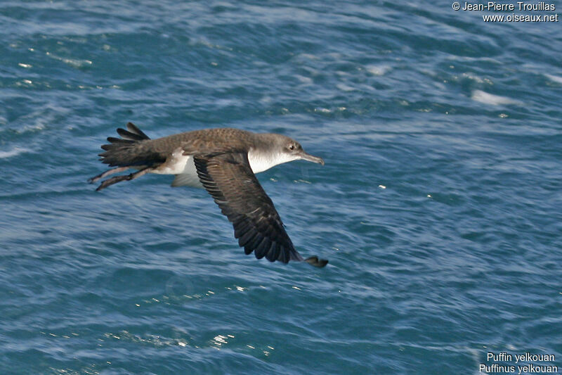 Yelkouan Shearwater