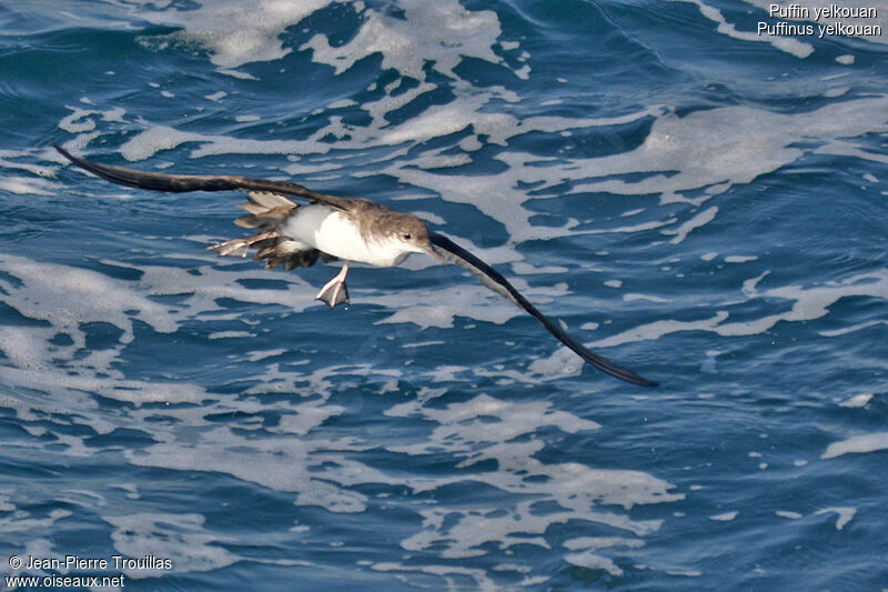 Yelkouan Shearwater