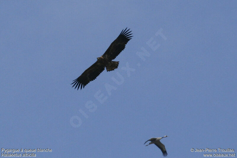 White-tailed Eagleimmature