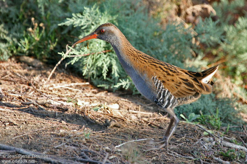 Water Railadult