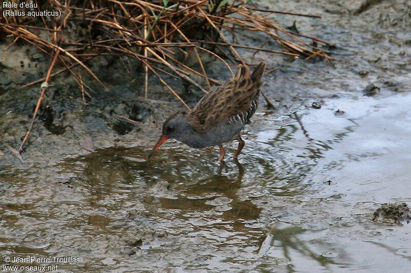 Water Rail