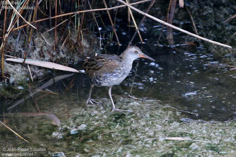 Water Rail