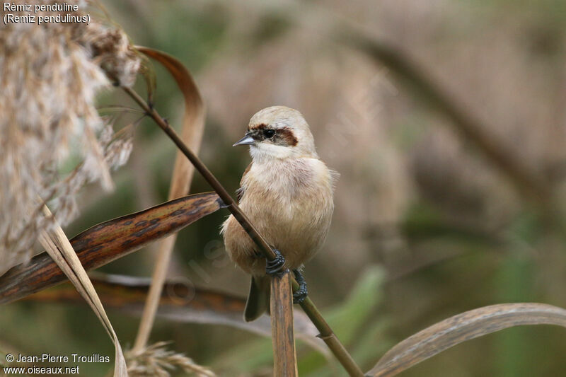 Eurasian Penduline Tit