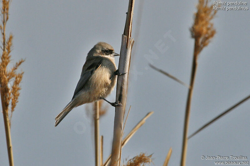 Eurasian Penduline Tit