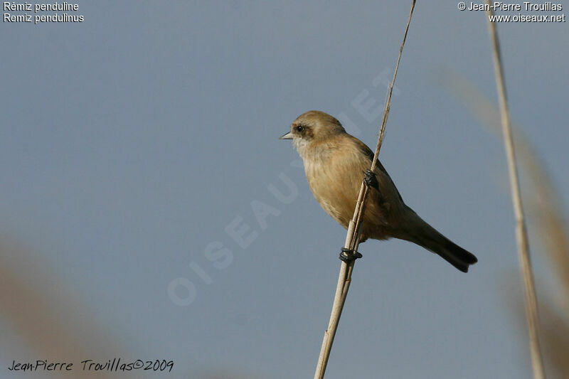 Eurasian Penduline Tit