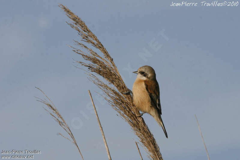 Rémiz penduline femelle adulte, identification