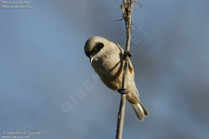 Rémiz penduline