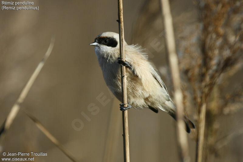 Eurasian Penduline Tit