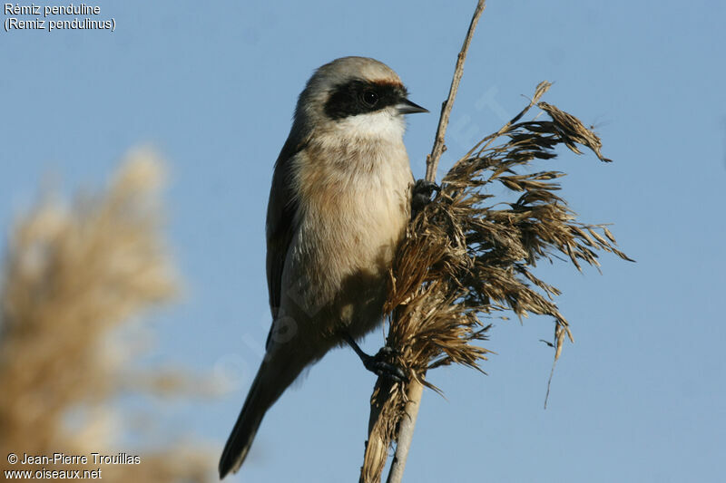 Eurasian Penduline Tit