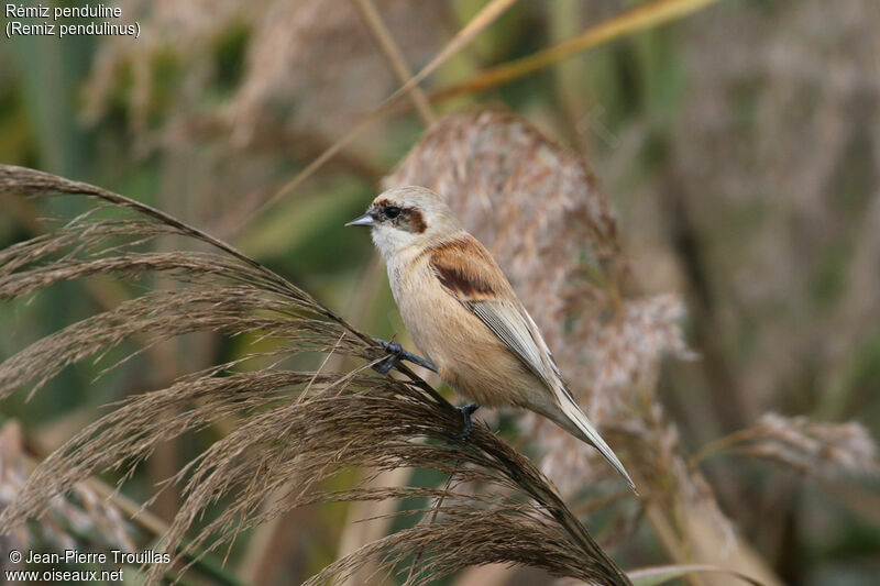 Rémiz penduline