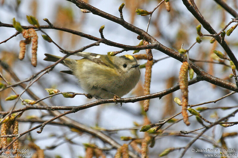 Goldcrest