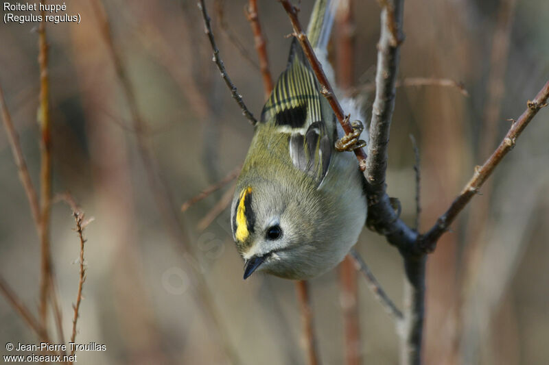 Goldcrest