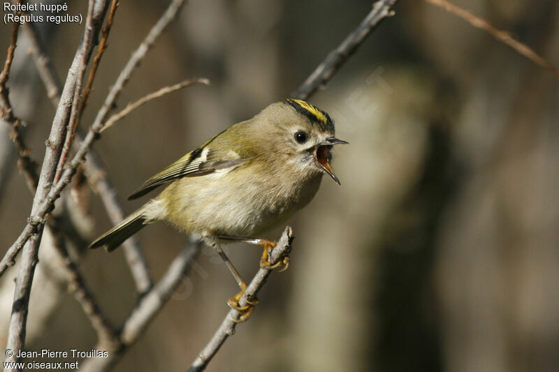 Goldcrest