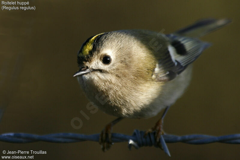 Goldcrest