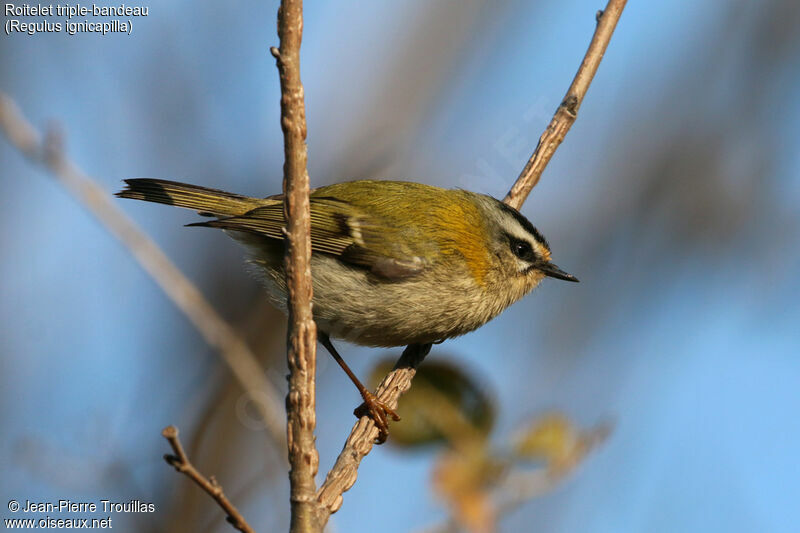 Common Firecrest