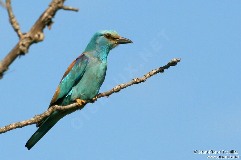 European Rolleradult