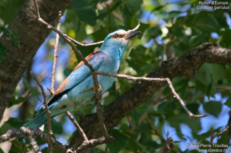 European Rolleradult