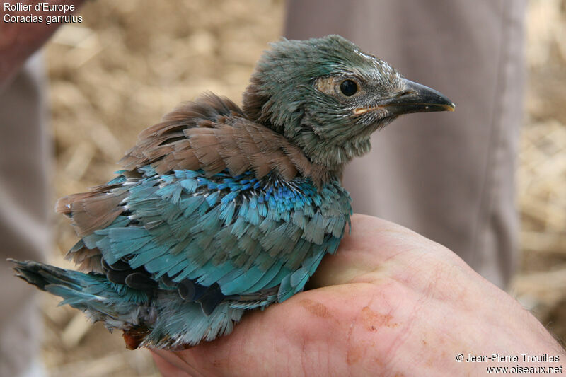 European Rollerjuvenile